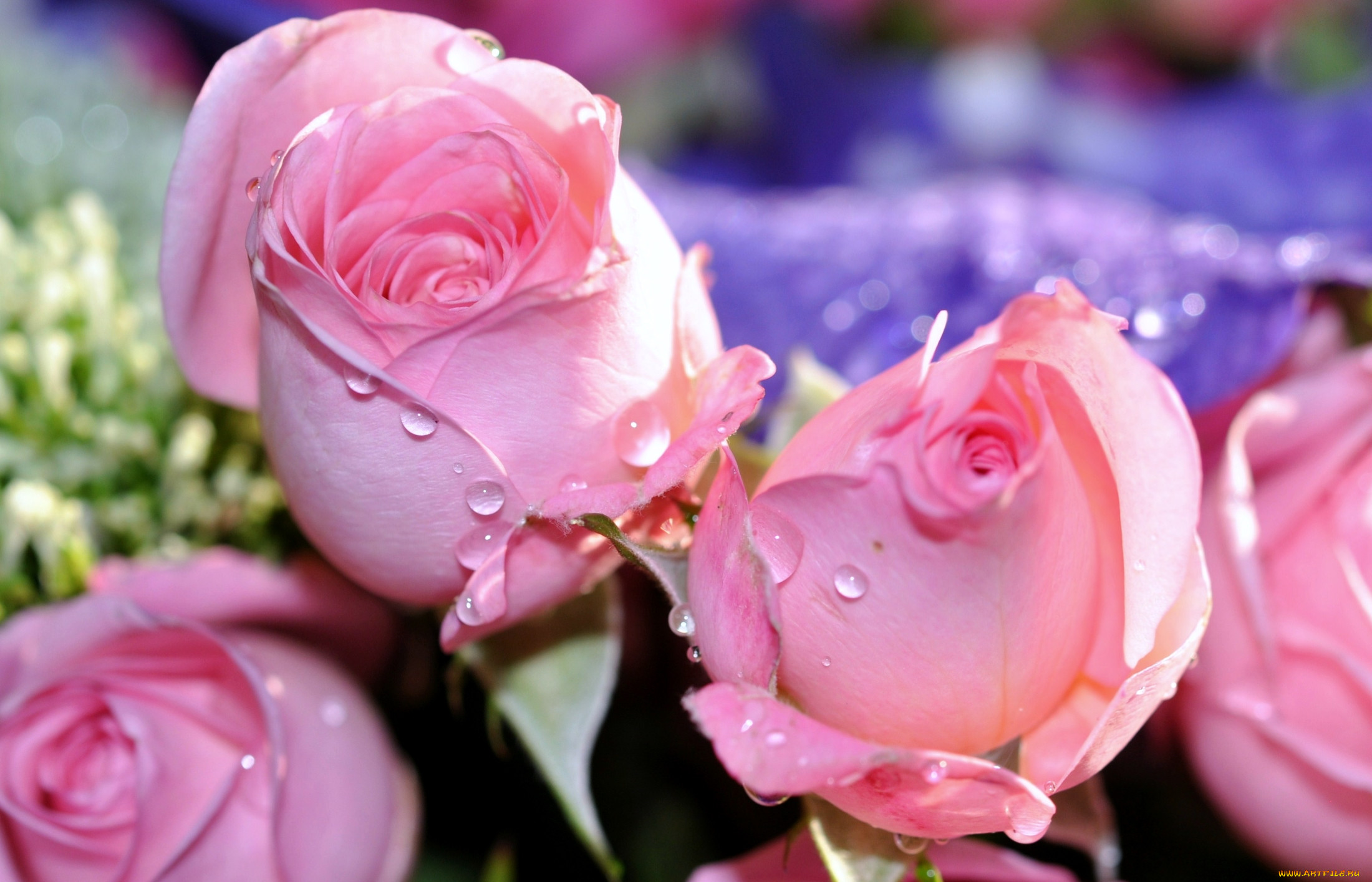 Розы были красивы и пышны пробежав. Розовые цветы. Красивые цветы розы. Нежные розовые розы. Шикарные розовые розы.